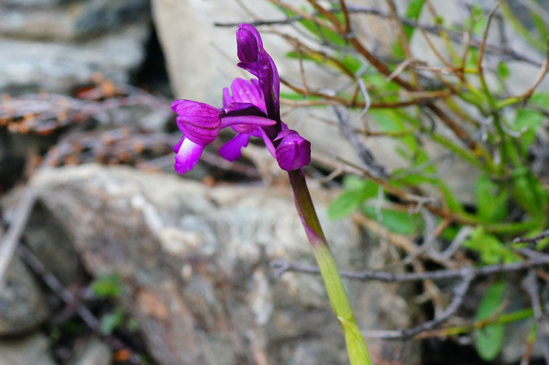 Orchidea da determninare